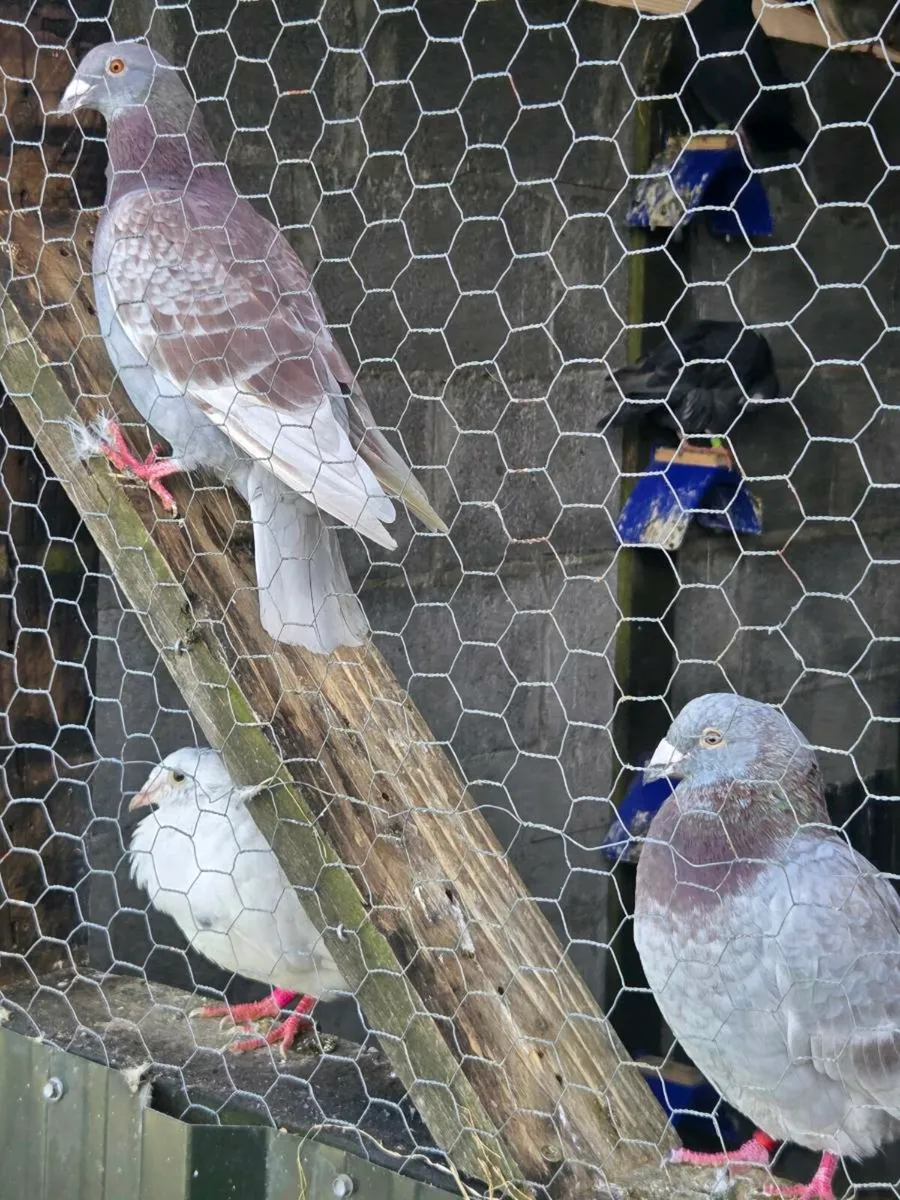 Coloured racing pigeons - Image 4