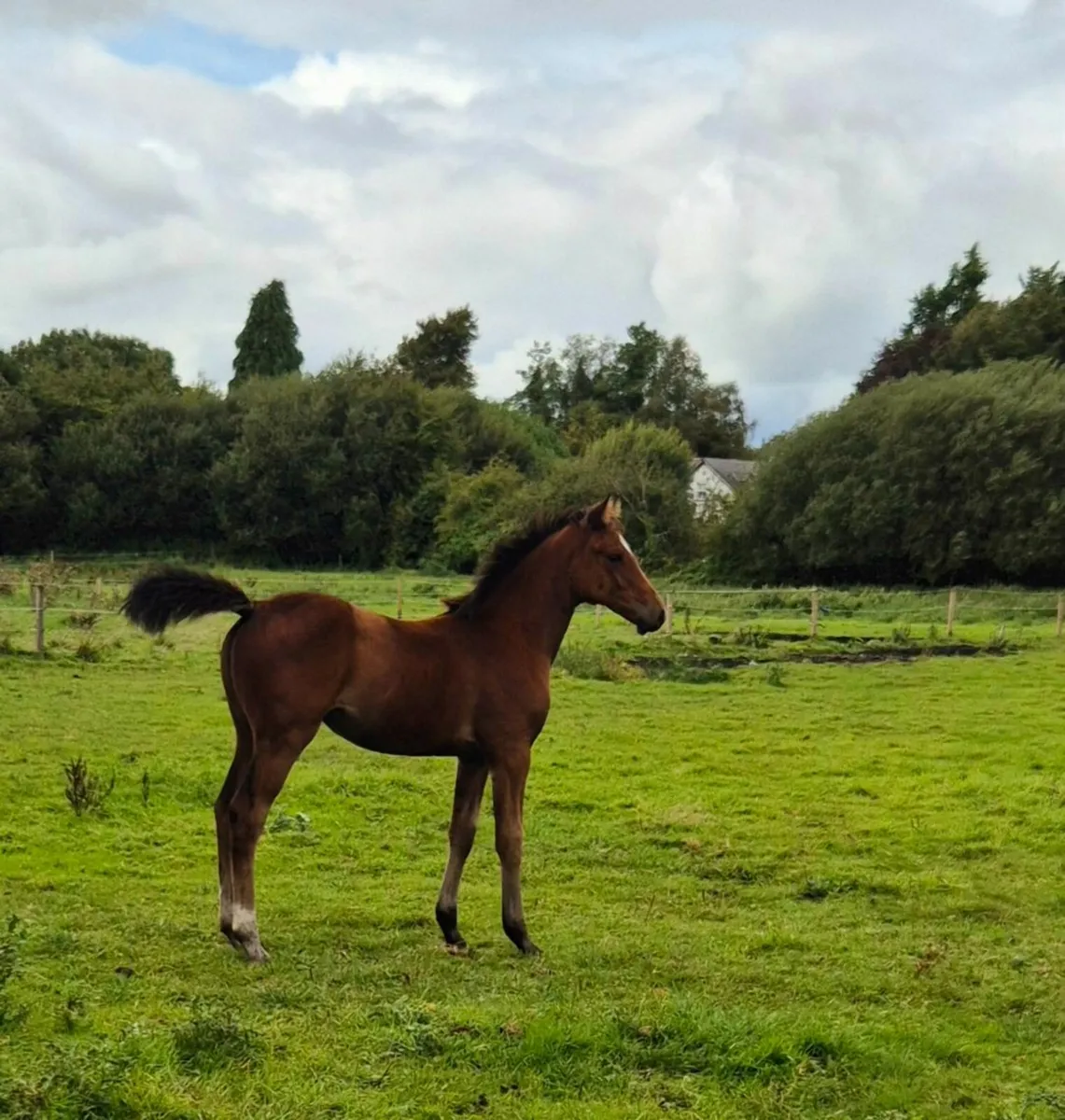 Filly foal by Chacco Blue II X Laughton Flight - Image 2