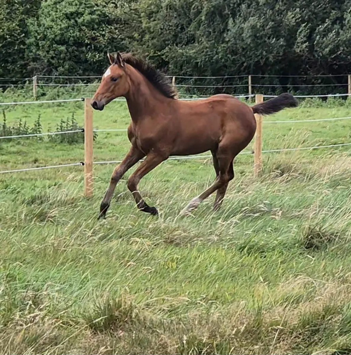 Filly foal by Chacco Blue II X Laughton Flight - Image 1