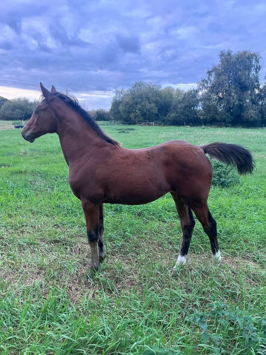 Filly foal by Chacco Blue II X Laughton Flight - Image 3