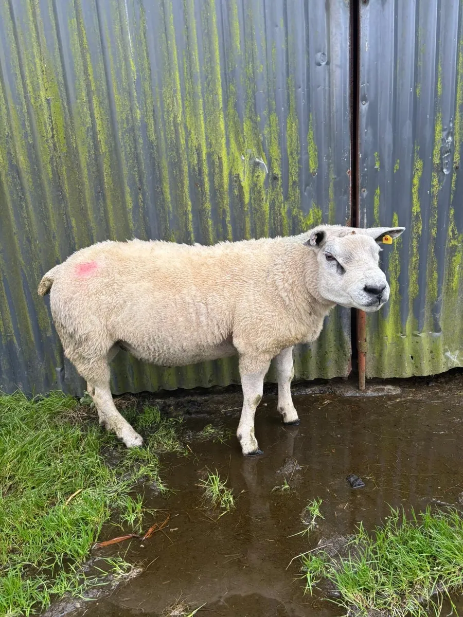 Texel Ram - Image 1