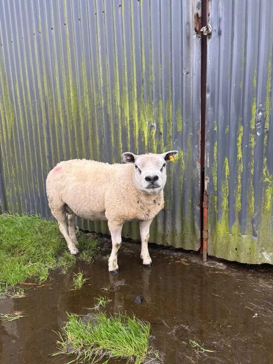 Texel Ram - Image 2