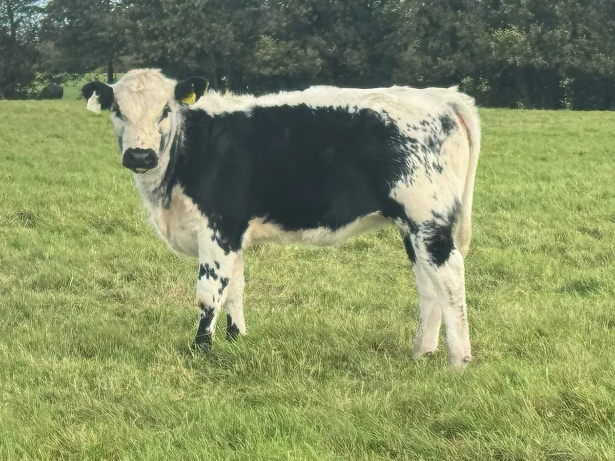 Lovely Heifers with super markings! Bargains**** - Image 2
