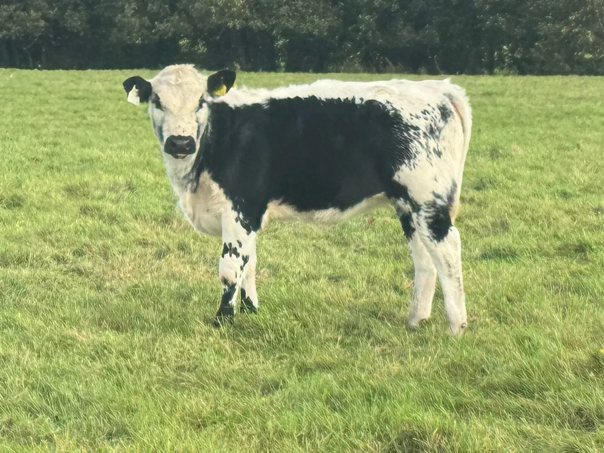 Lovely Heifers with super markings! Bargains**** - Image 3