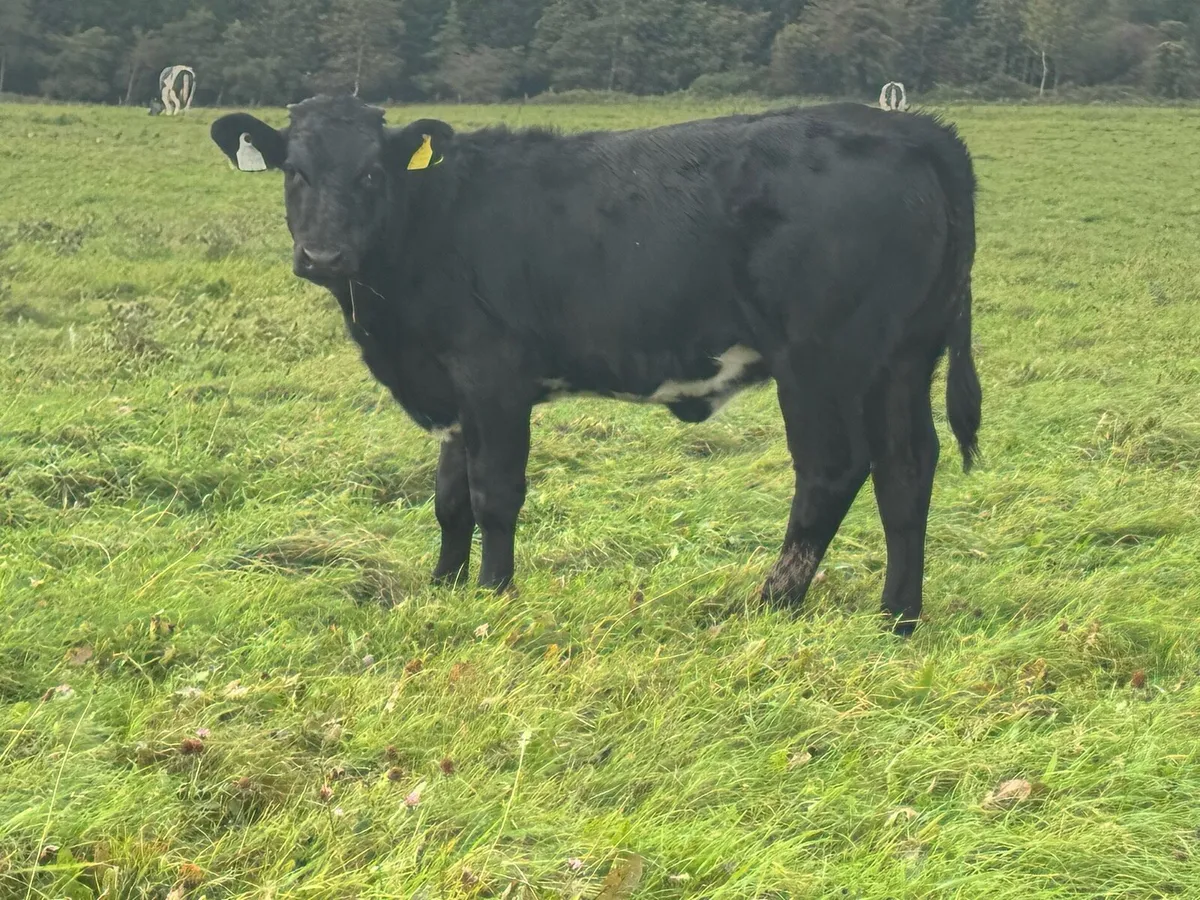 Lovely Heifers with super markings! Bargains**** - Image 4