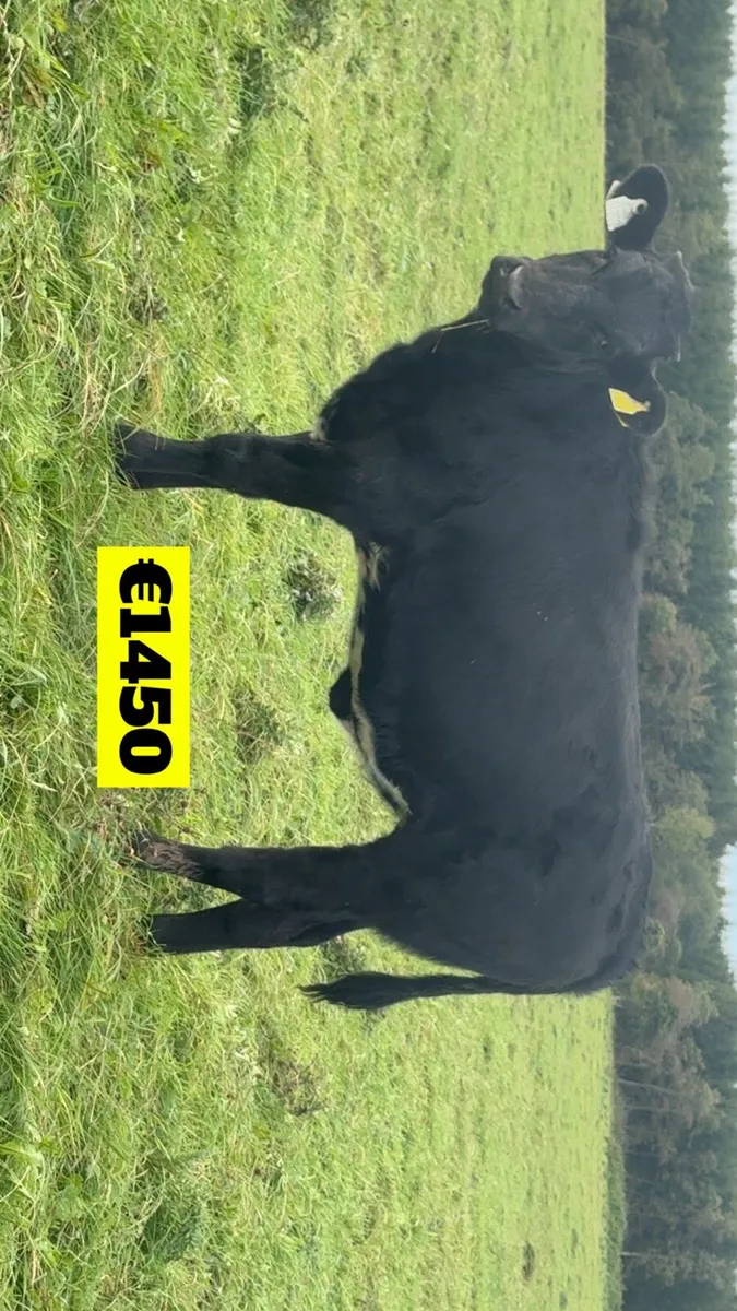 Bull & Heifer weanlings***** - Image 4