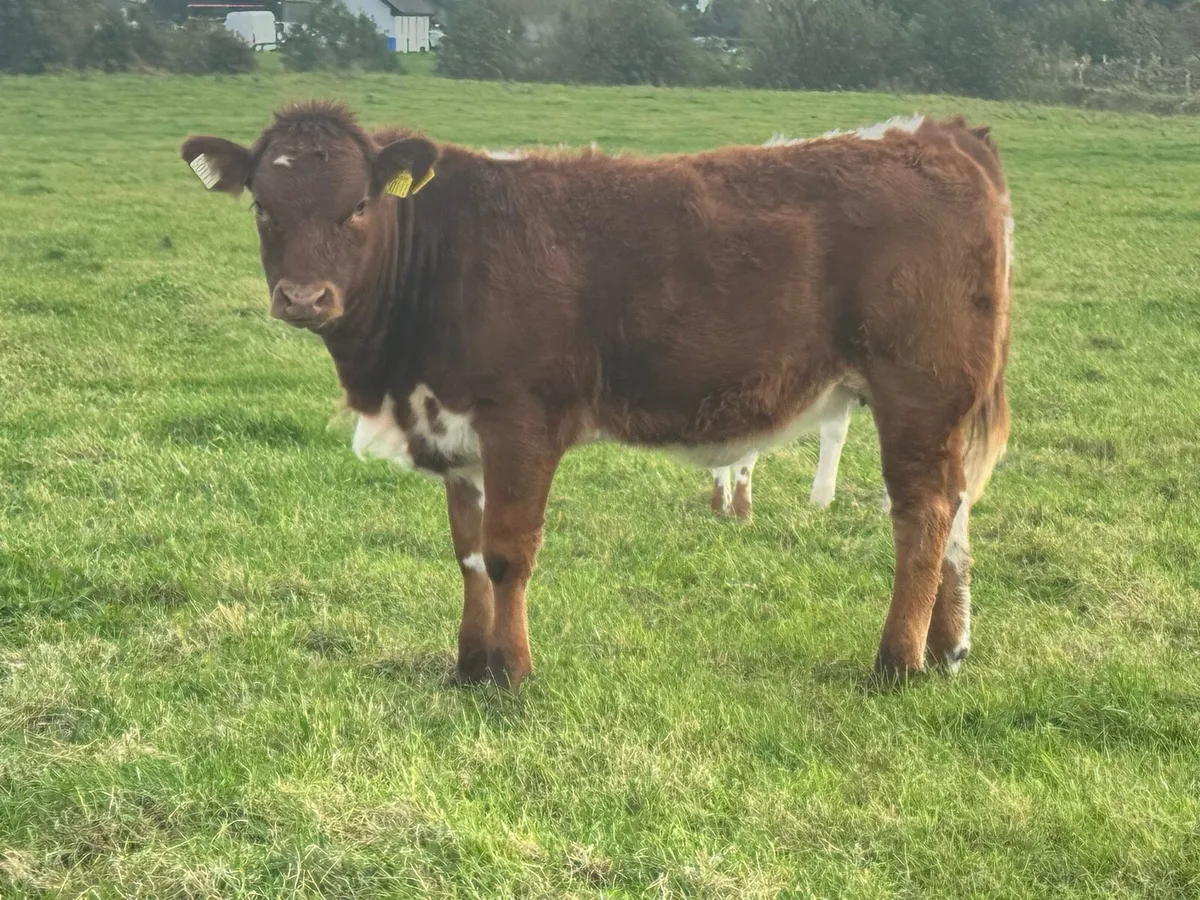 Lovely Heifers with super markings! Bargains**** - Image 1
