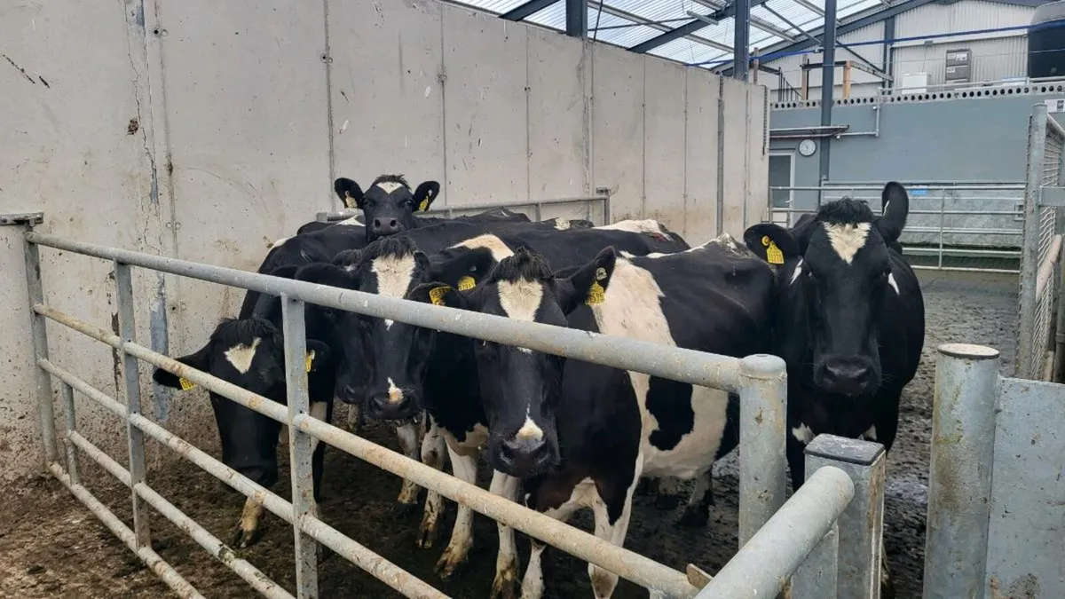 6 in-calf milking cows - Image 1