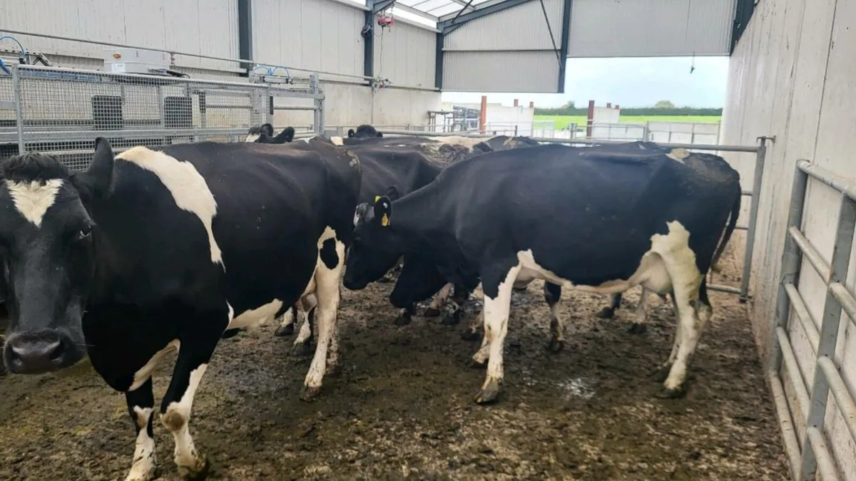 6 in-calf milking cows - Image 3