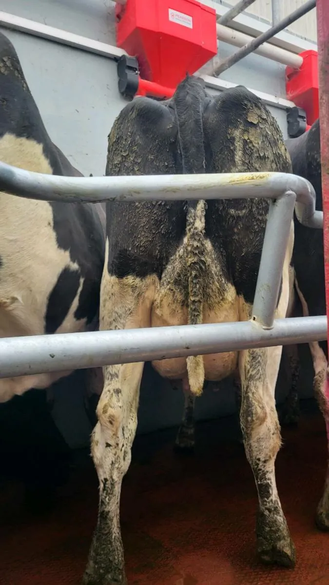 6 in-calf milking cows - Image 4