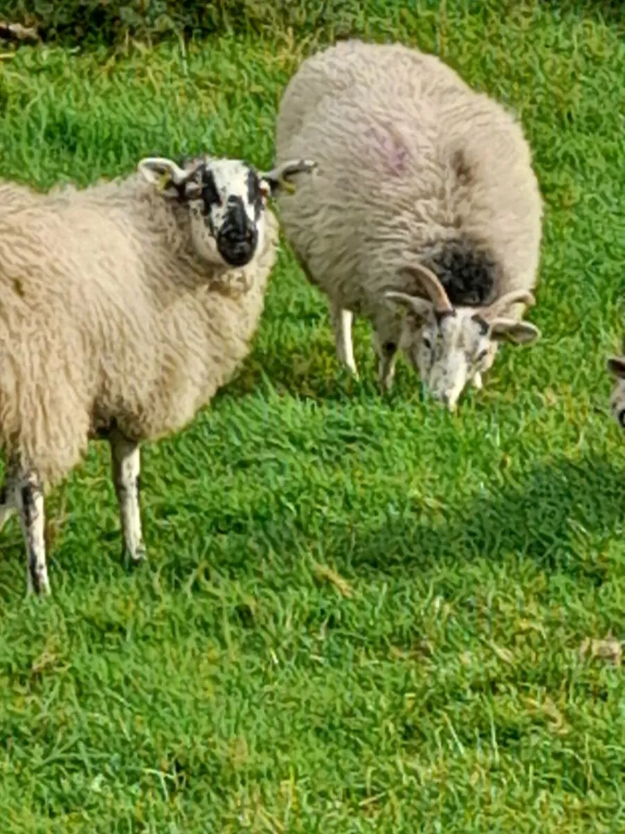 Ewe lambs - Image 3
