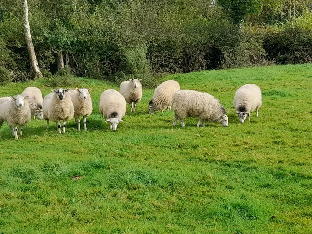 Ewe lambs - Image 4