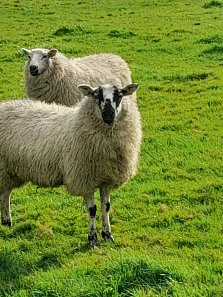Ewe lambs - Image 1