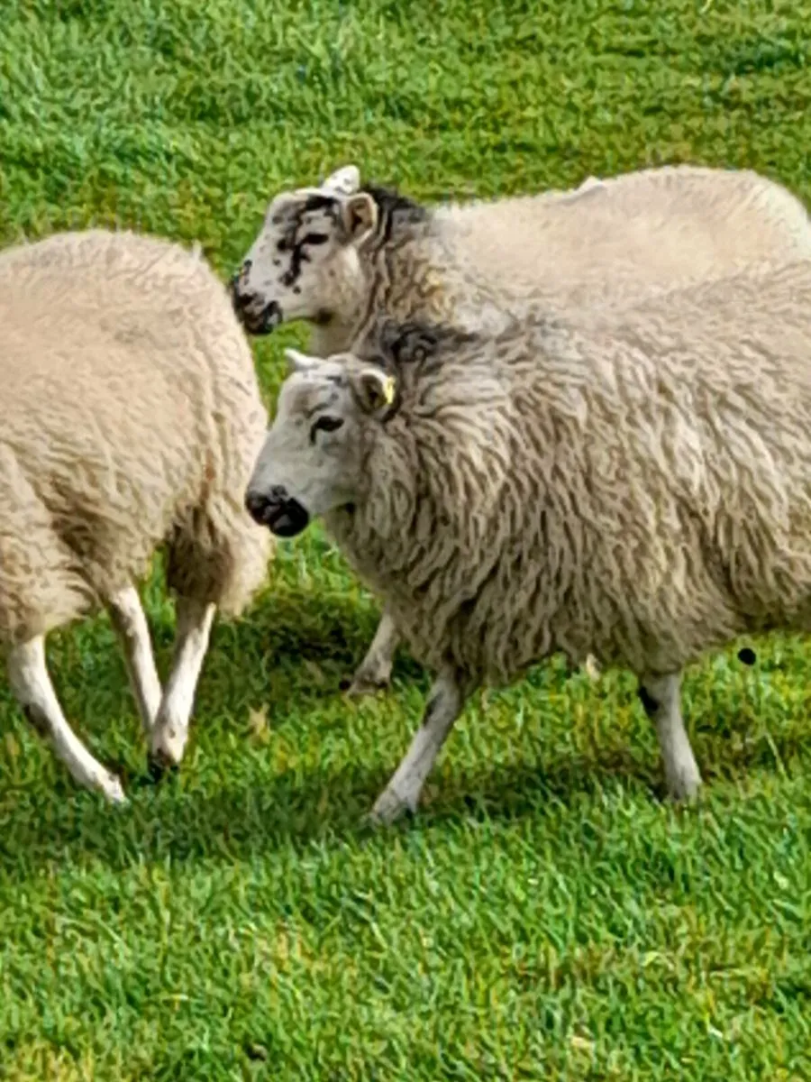 Ewe lambs - Image 2