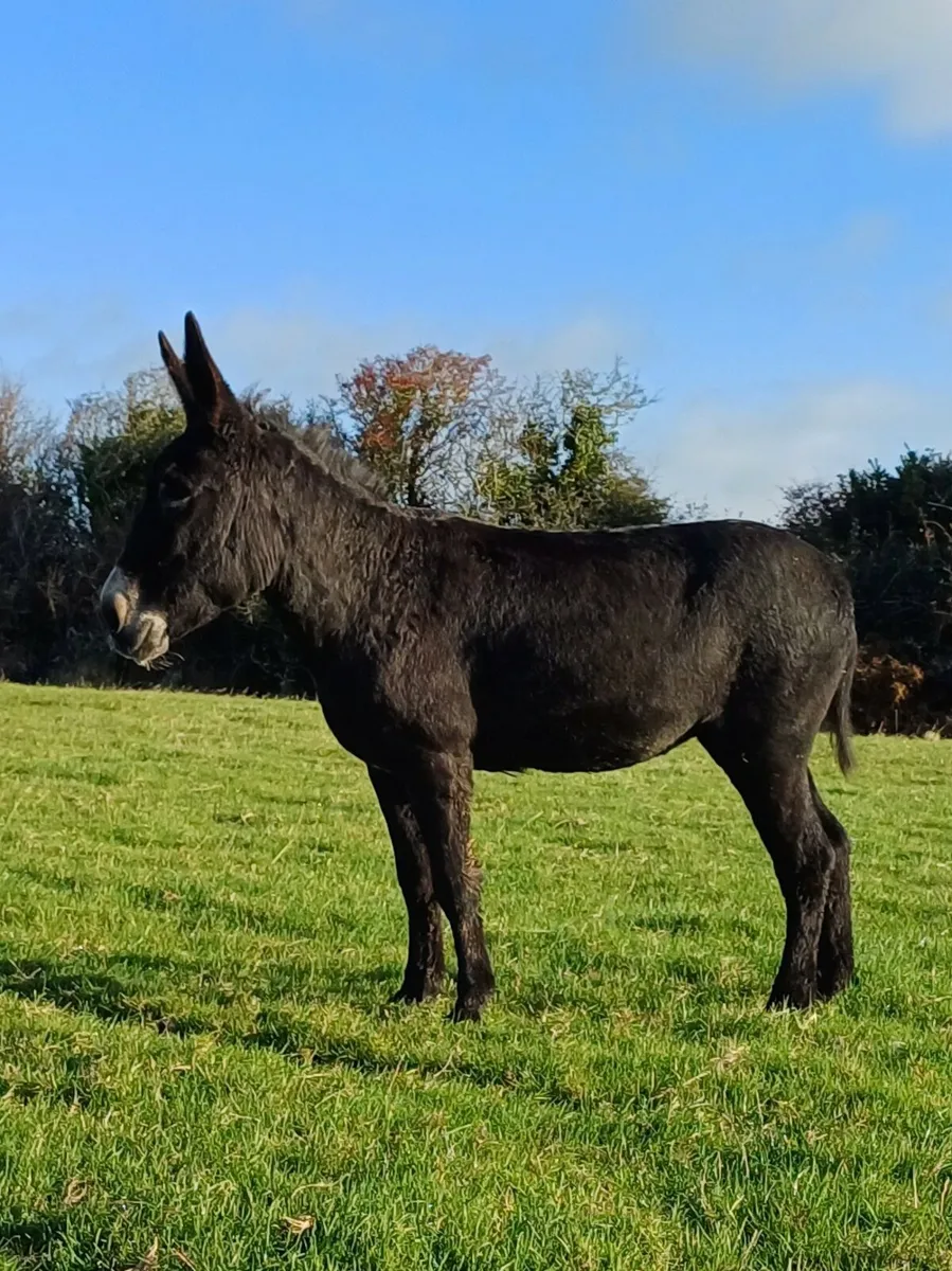 Donkey - Image 3