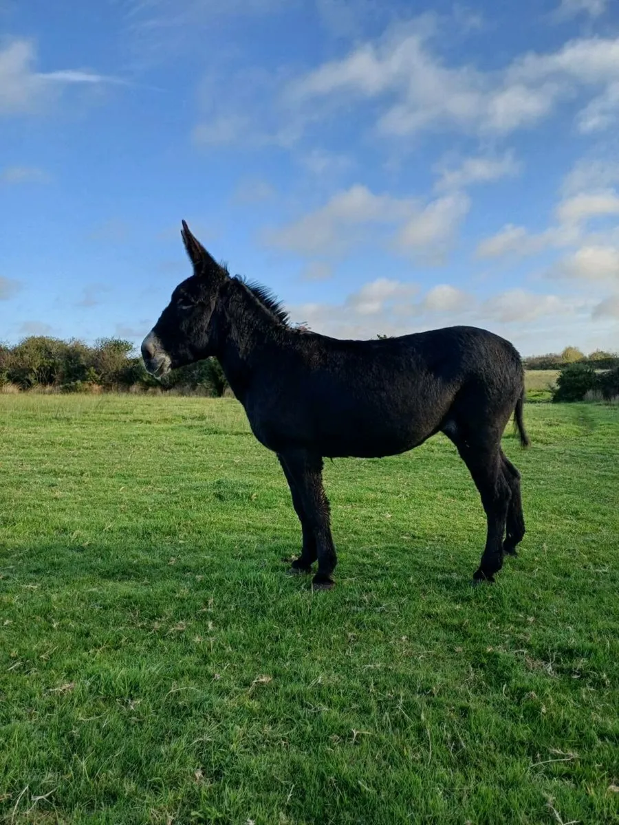 Donkey - Image 4