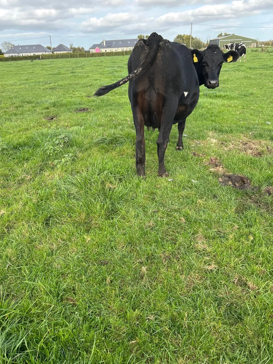 Cows - Image 3