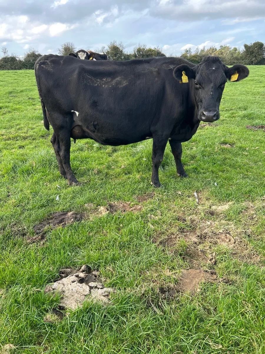 Cows - Image 4