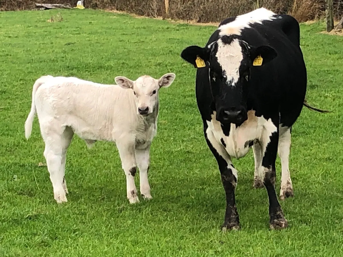 Speckled park with Charolais bull calf - Image 1