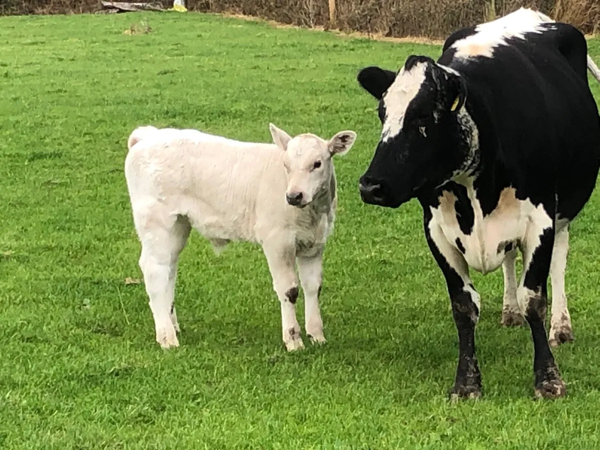 Speckled park with Charolais bull calf - Image 2
