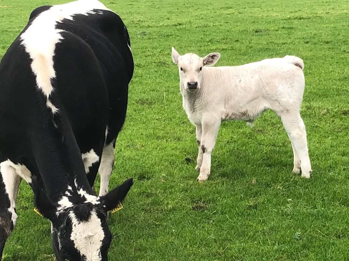 Speckled park with Charolais bull calf - Image 3