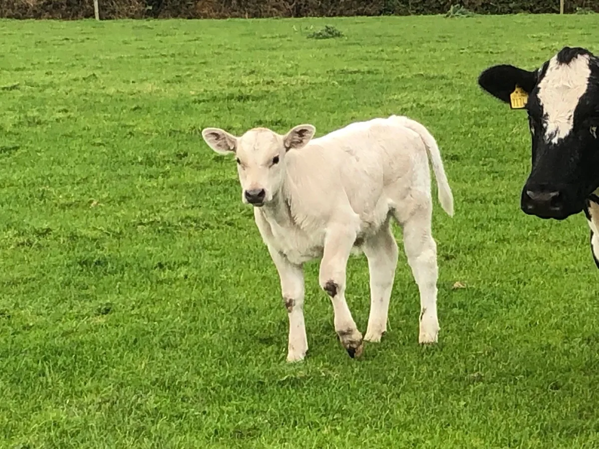 Speckled park with Charolais bull calf - Image 4