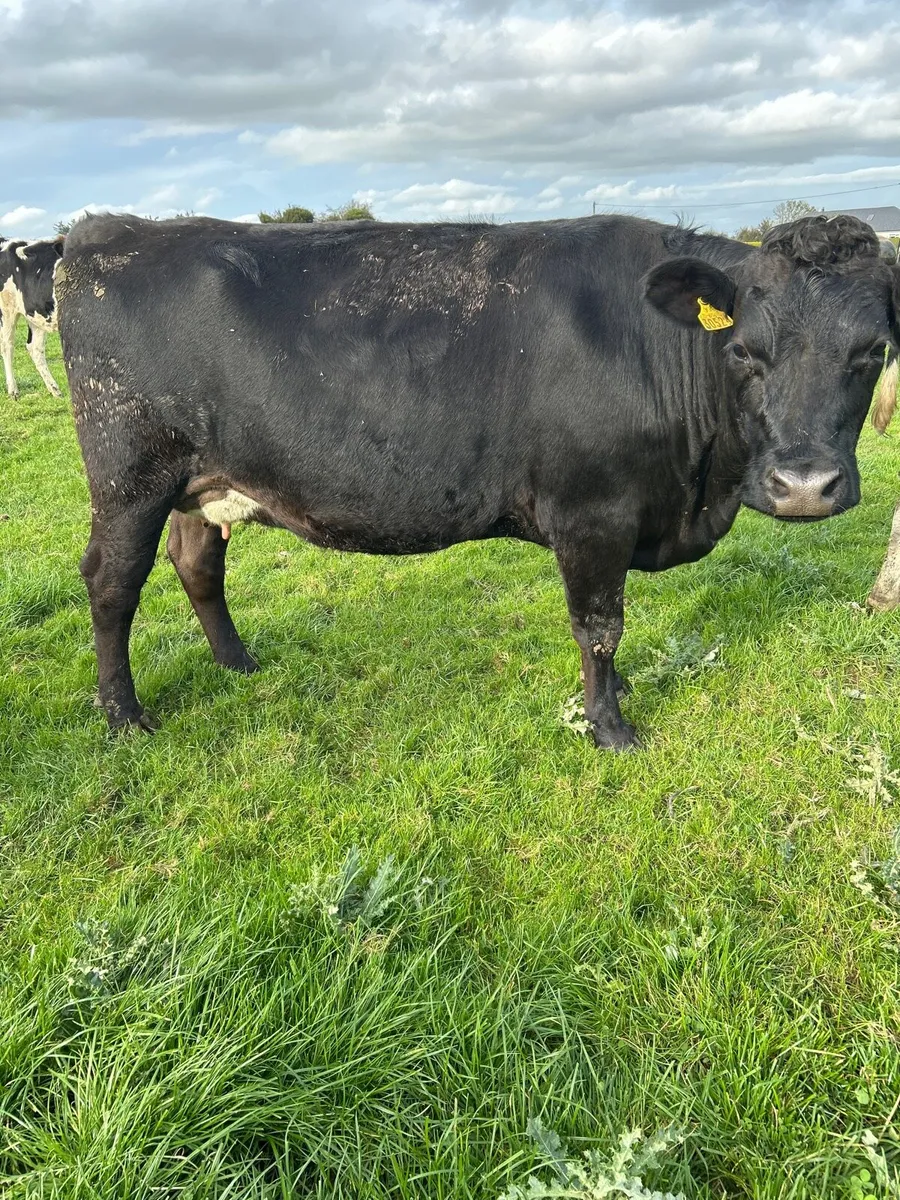Cows - Image 1