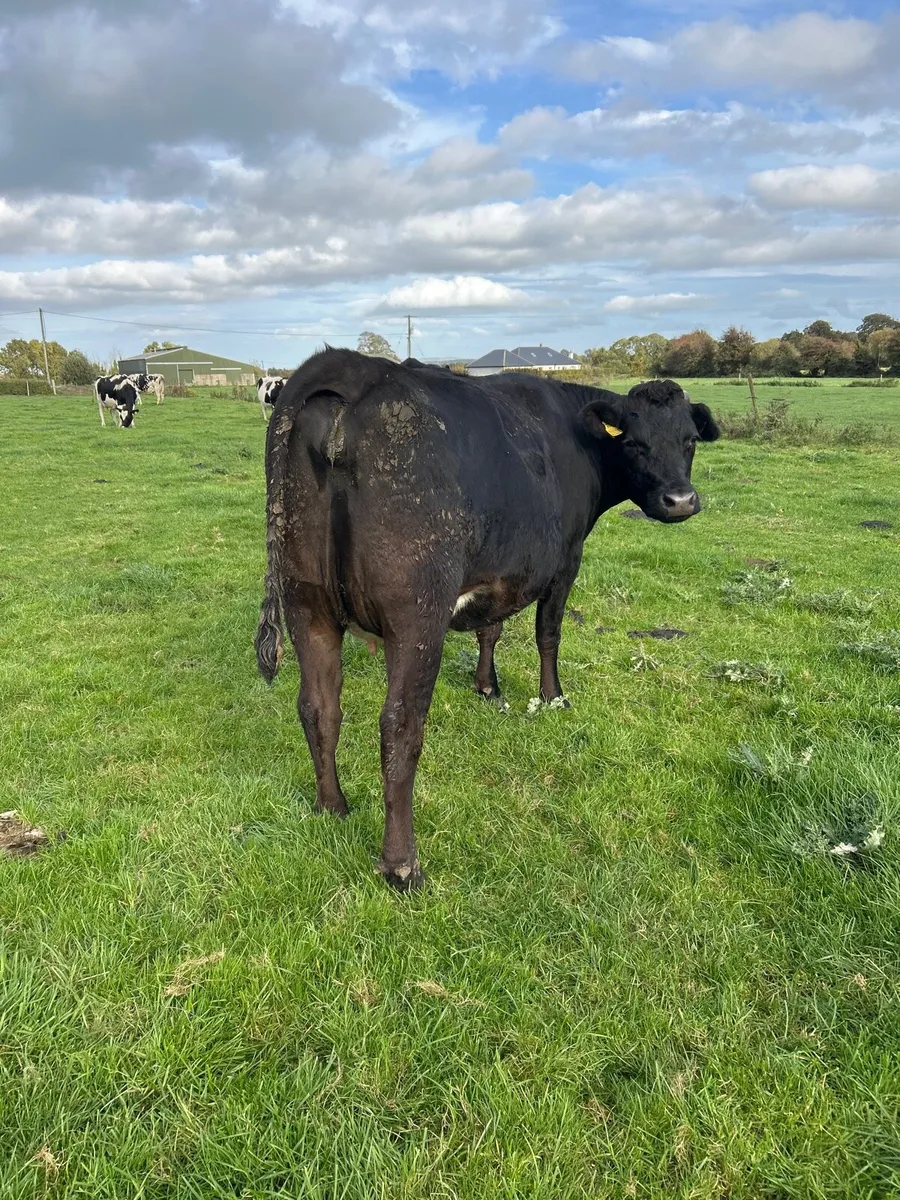 Cows - Image 2