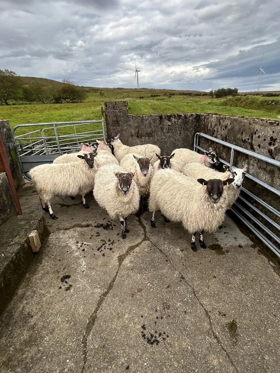 10 mule hoggets - Image 1