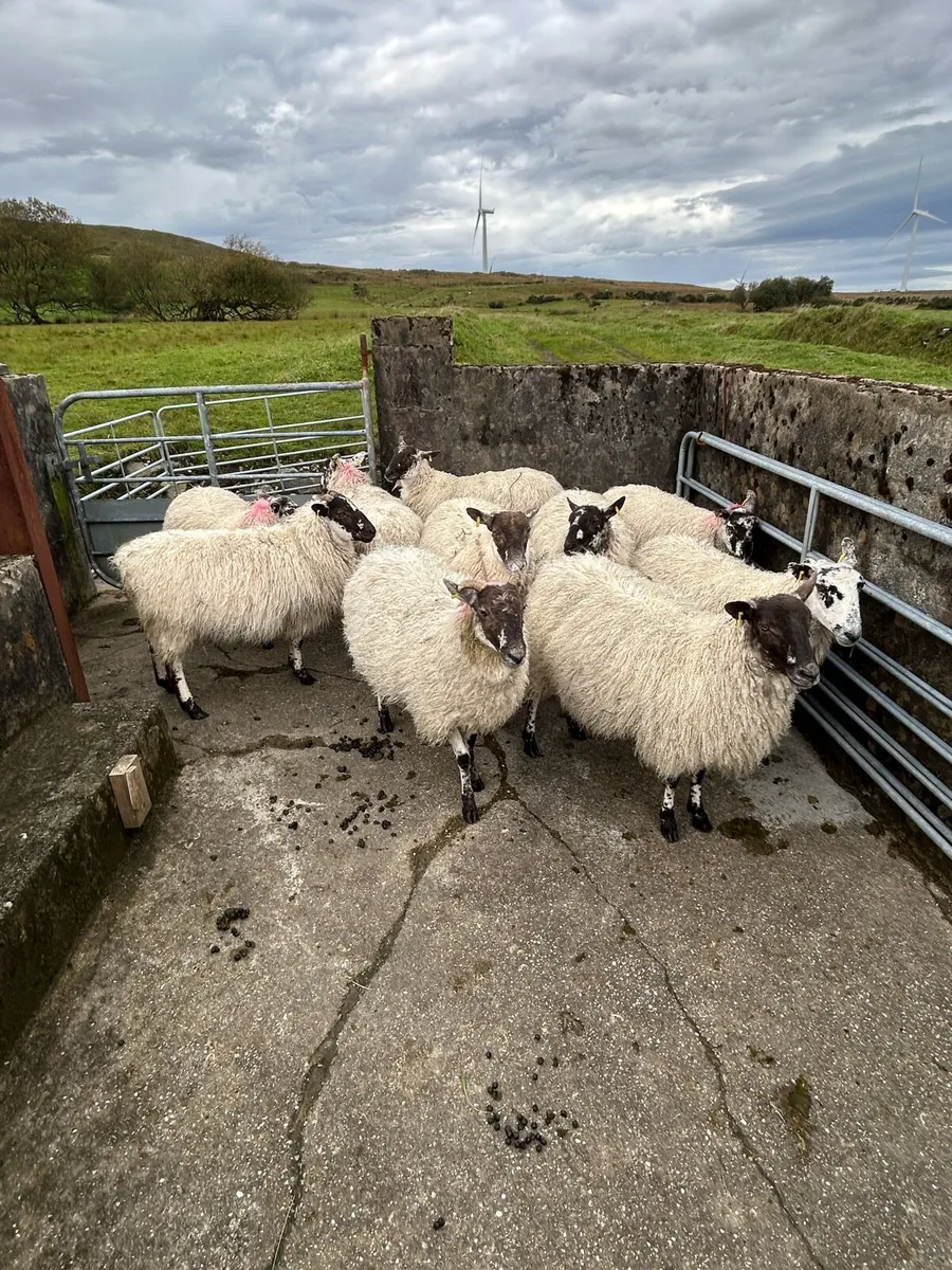 10 mule hoggets - Image 2