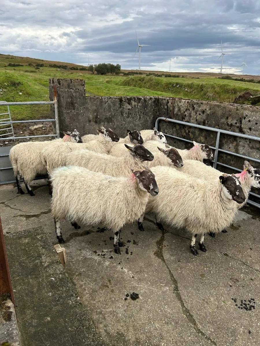 10 mule hoggets - Image 3