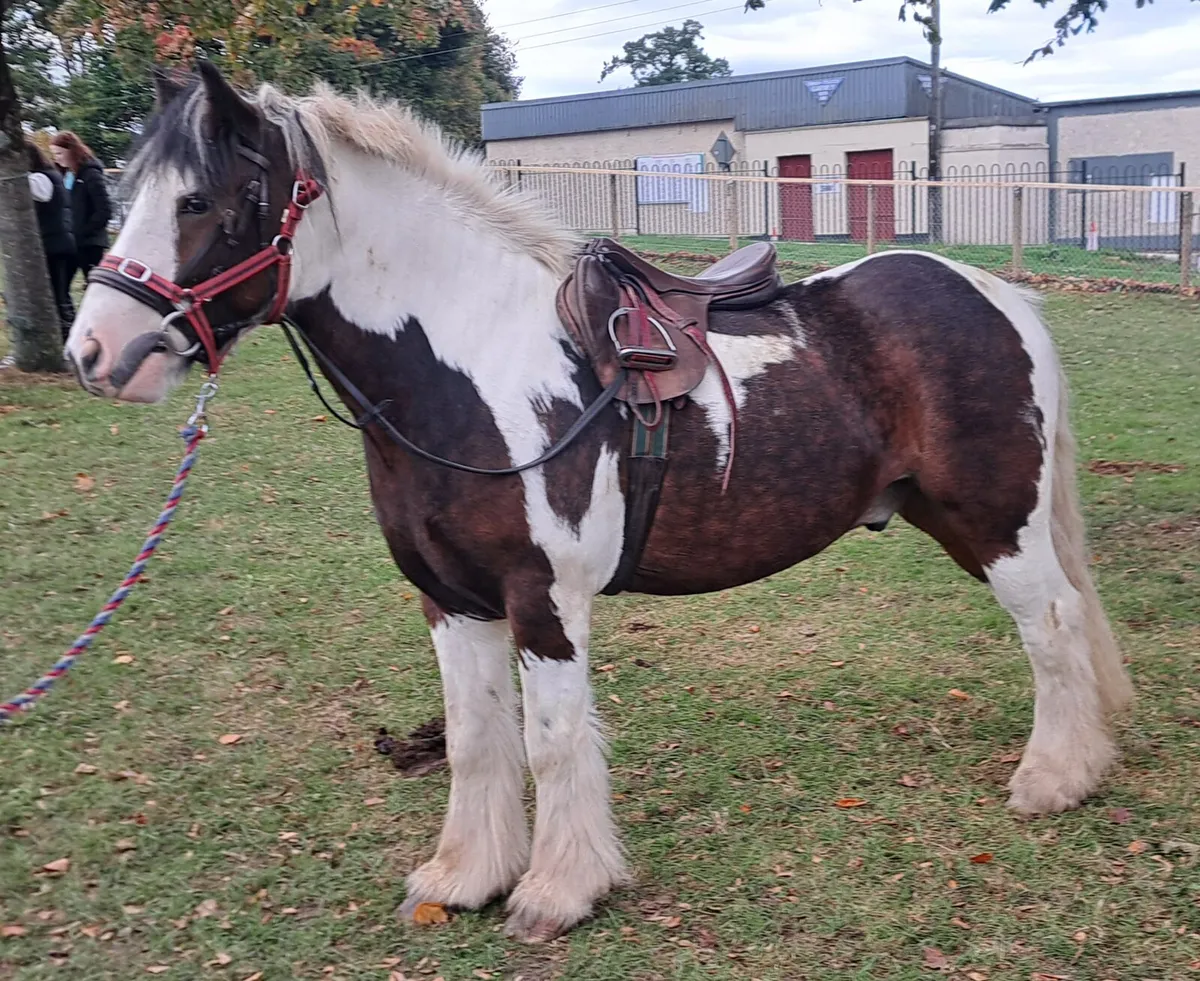 Stunning Cob - Image 2