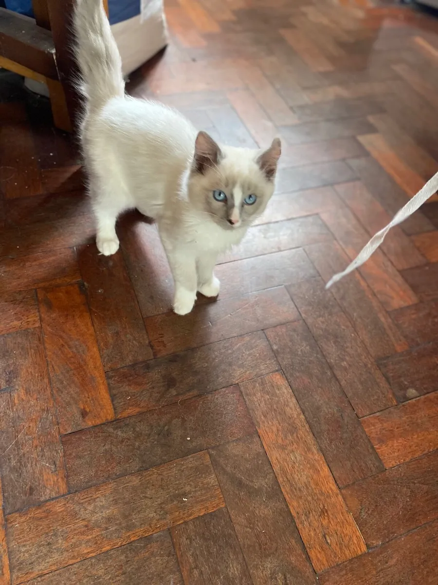 GCCFI Ragdoll kitten - Image 2