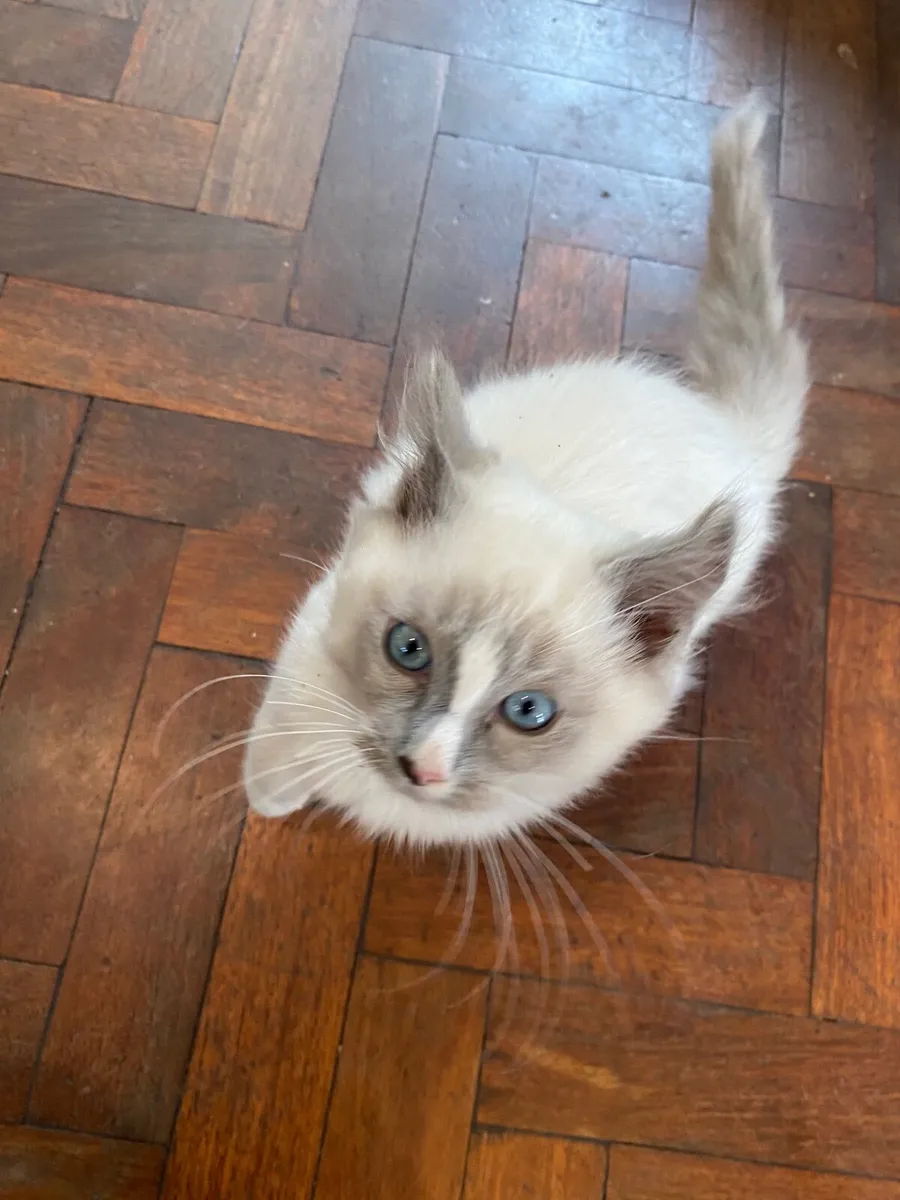 GCCFI Ragdoll kitten - Image 3