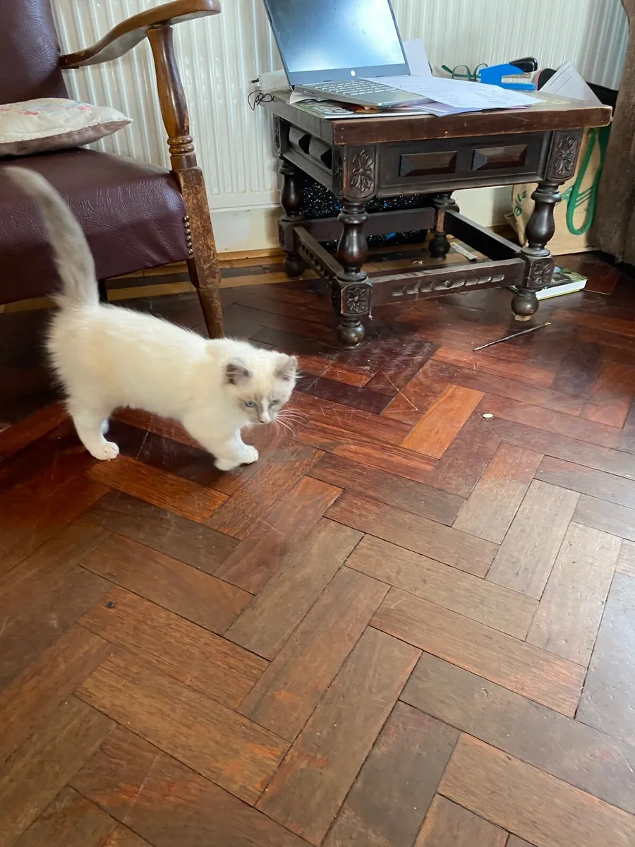 GCCFI Ragdoll kitten - Image 4