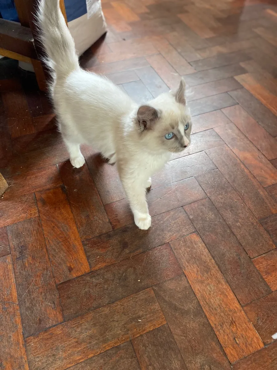 GCCFI Ragdoll kitten - Image 1