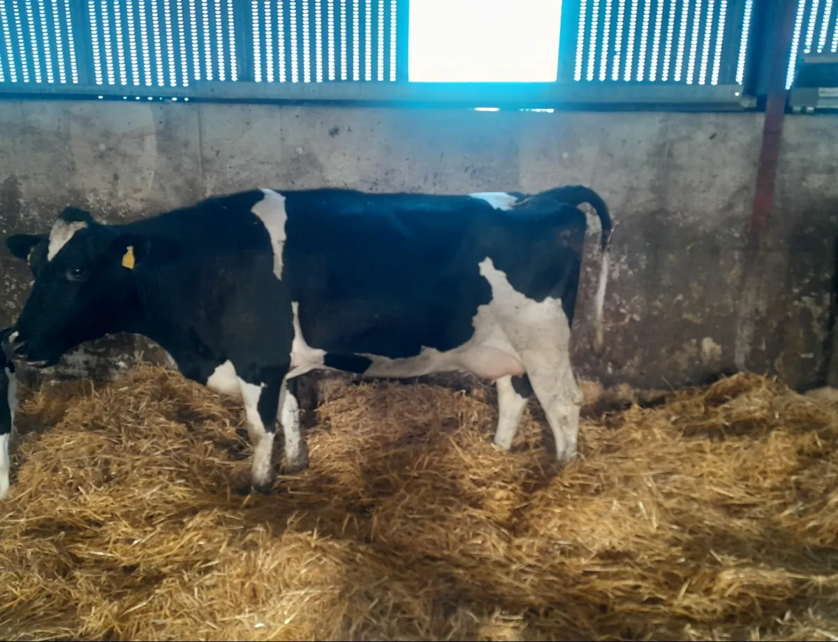 Freisan cow - Image 2