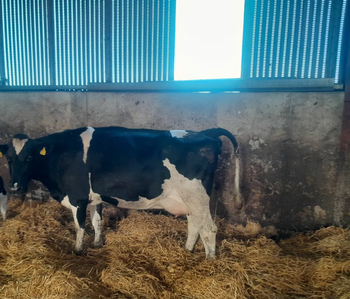 Freisan cow - Image 1
