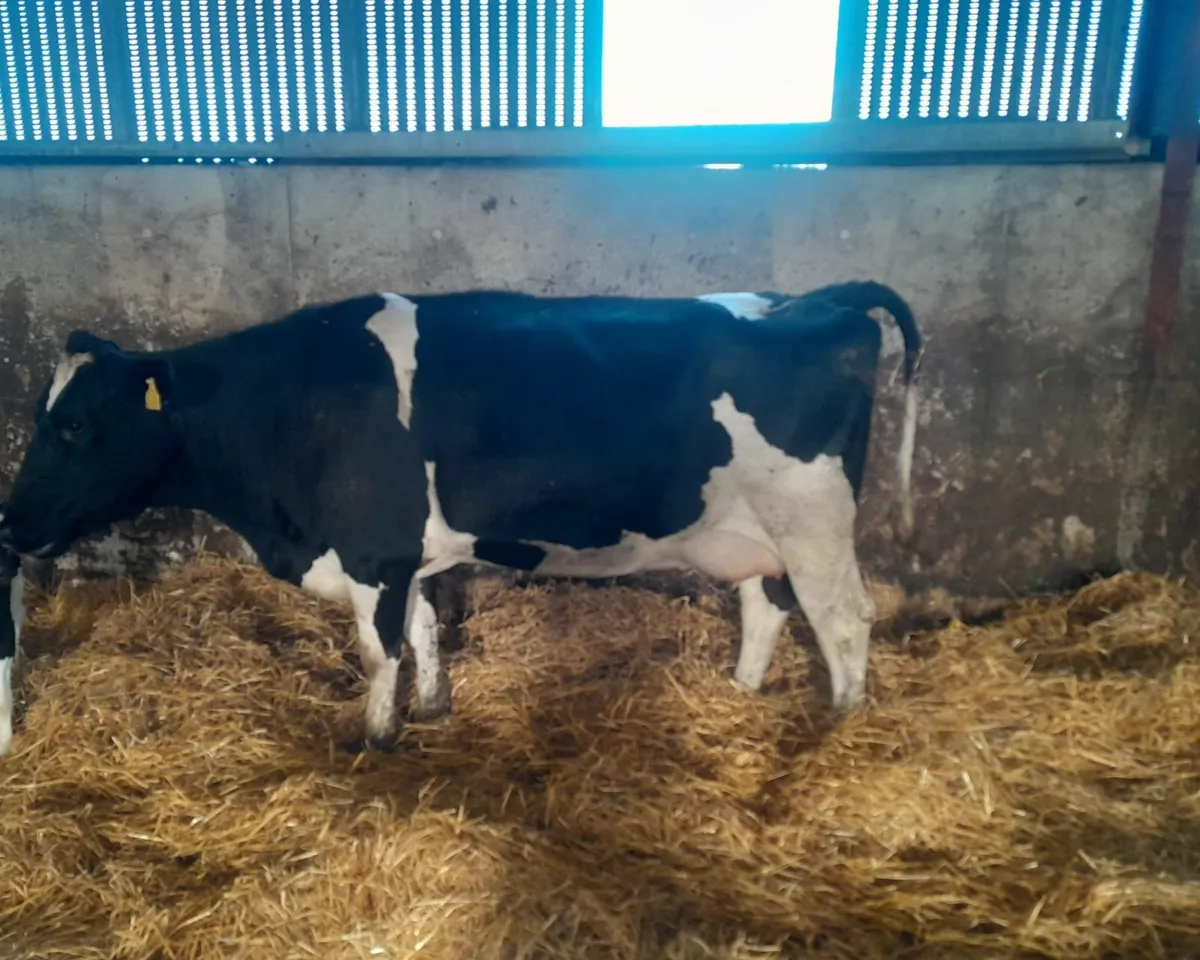 Freisan cow - Image 3