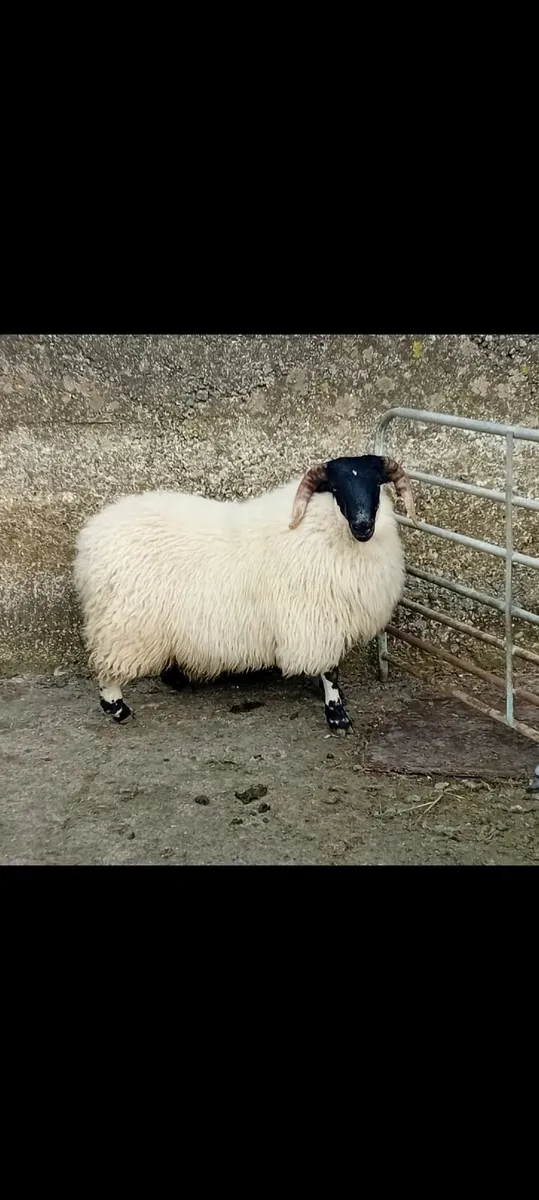 Ram lamb - Image 1