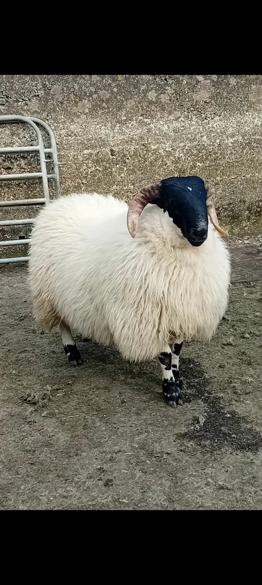 Ram lamb - Image 2
