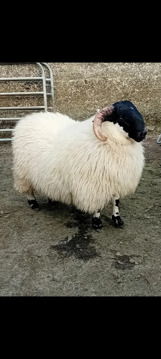 Ram lamb - Image 3