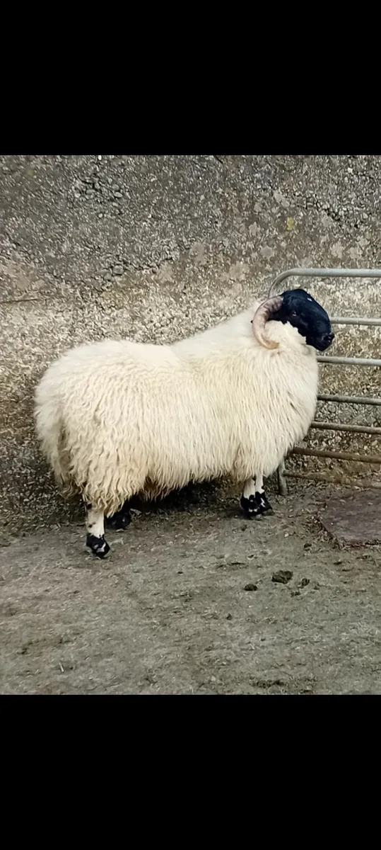 Ram lamb - Image 4