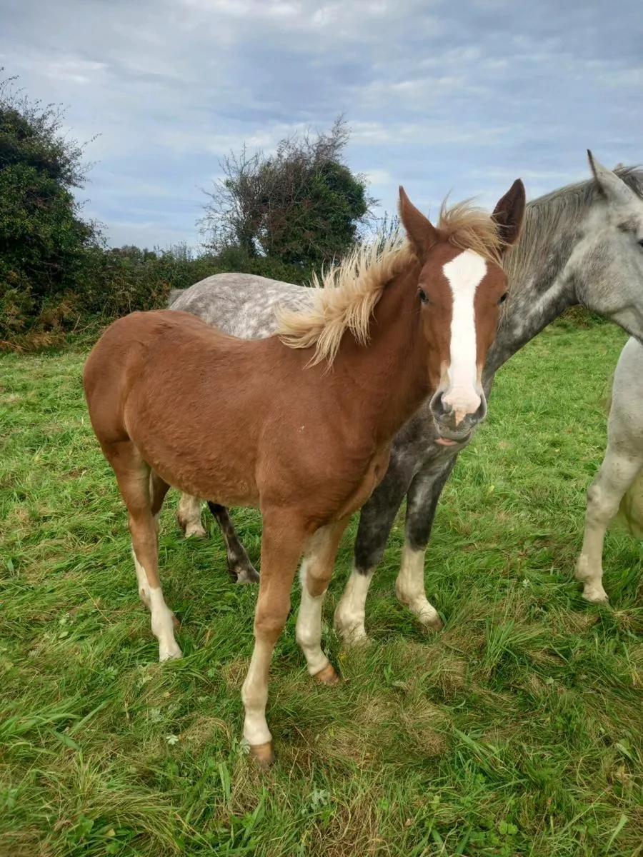 Irish draught filly foal - Image 1