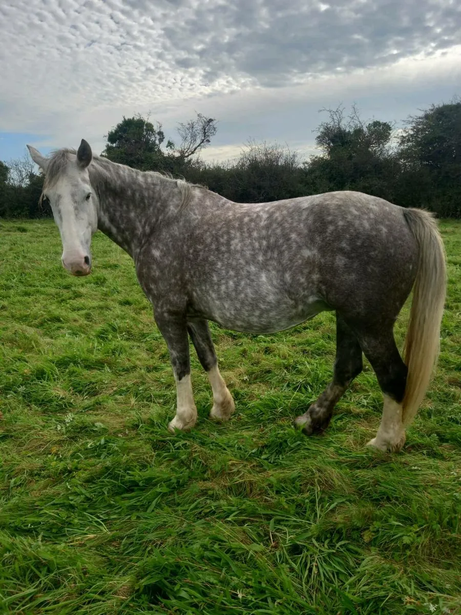 Irish draught filly foal - Image 2
