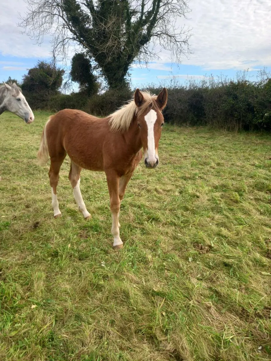 Irish draught filly foal - Image 3
