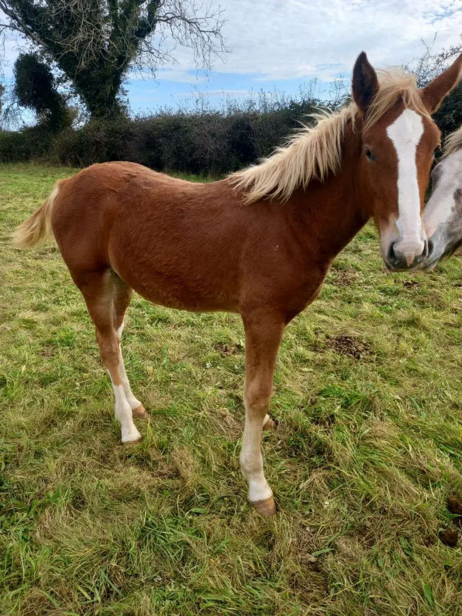 Irish draught filly foal - Image 4