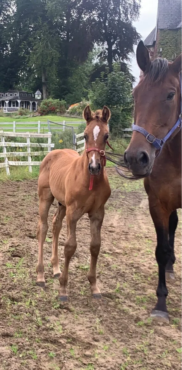 🌟Quality Irish sport horse foals for sale🌟 - Image 3