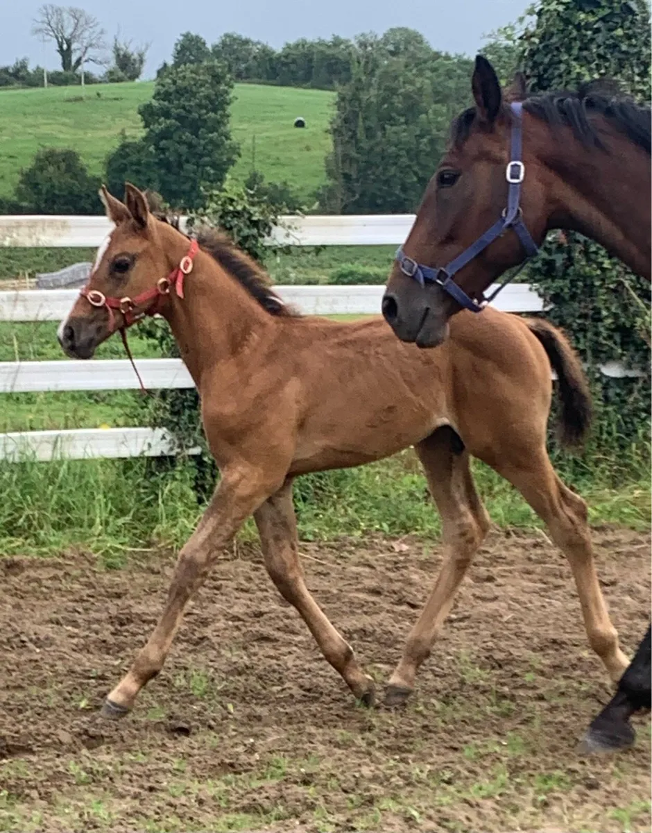 🌟Quality Irish sport horse foals for sale🌟 - Image 1