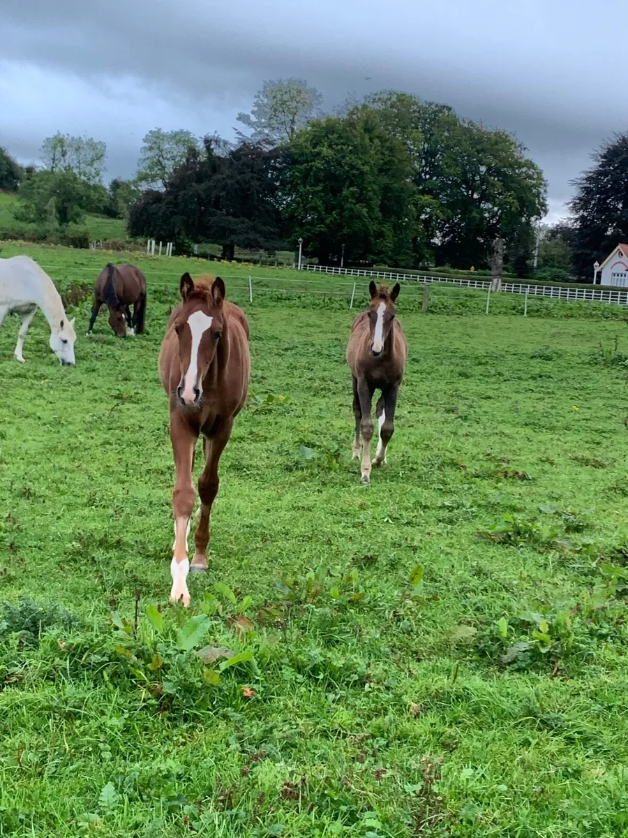 🌟Quality Irish sport horse foals for sale🌟 - Image 4